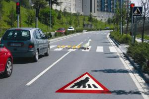 Enten im Straßenverkehr